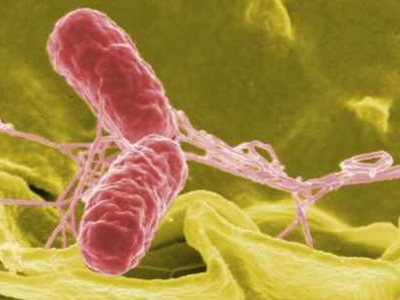 Σαλμονέλα; Προλάβετε! Σαλμονέλα; Προλάβετε!