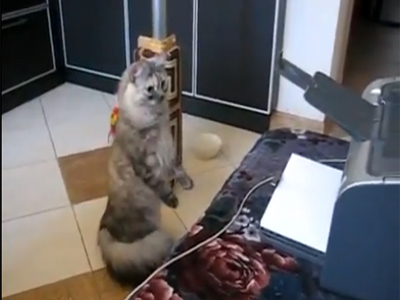 Η γάτα και ο εκτυπωτής