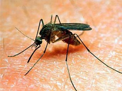 Δύο τα θύματα από τον ιό του Δυτικού Νείλου