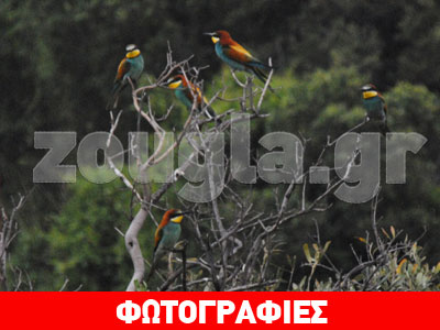 Πουλιά μου διαβατάρικα