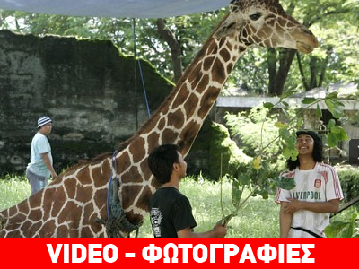 Ινδονησία: Εικόνες ντροπής σε ζωολογικό κήπο