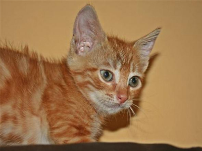 Ένας γατούλης λαμπερός σαν… Ήλιος!