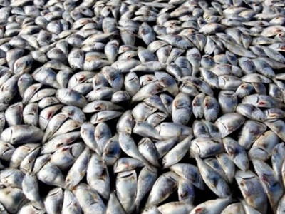 Η «νόσος των ψαριών» χτύπησε τον κόλπο του Λαγανά