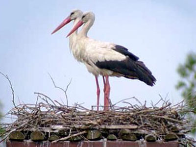 Έβρος: Οι πελαργοί των Φερών έναν χρόνο μετά