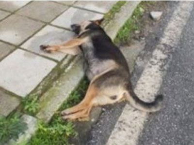 Θεσσαλία: Ασυνείδητος σκότωσε με φόλα δέκα σκυλιά