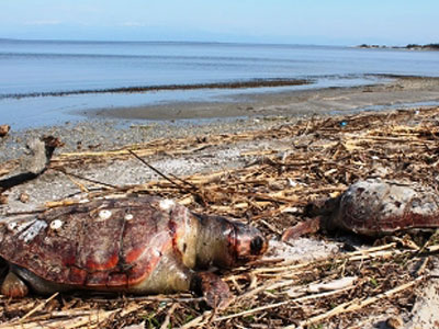 Πρέβεζα: Βρέθηκαν νεκρές θαλάσσιες χελώνες