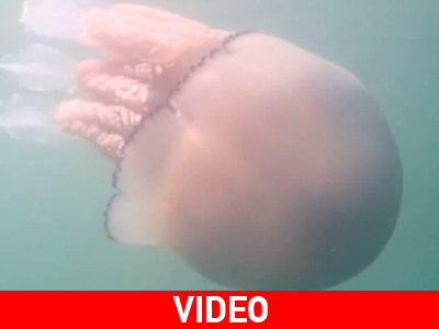 Εντοπίστηκε μέδουσα βάρους 20 κιλών