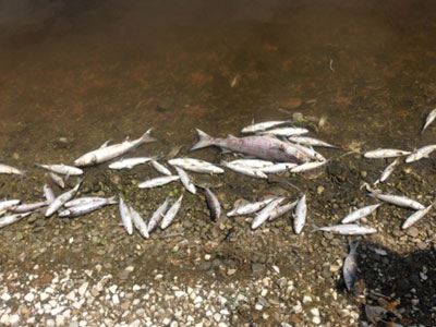 Έκτακτη σύσκεψη για τα νεκρά ψάρια στη Βιστωνίδα