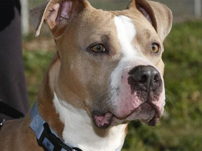 Αίσιο τέλος για επιχείρηση διάσωσης σκύλου στην Καρδίτσα