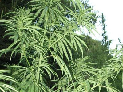 Πιερία: Κατασχέθηκαν 38 δενδρύλλια κάνναβης