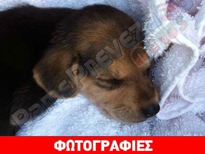 Πρέβεζα: Σκότωσε κουτάβια ρίχνοντάς τα σε χαντάκι