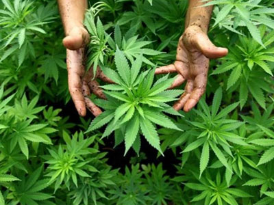 Νομιμοποίηση της χρήσης κάνναβης στην Αλάσκα