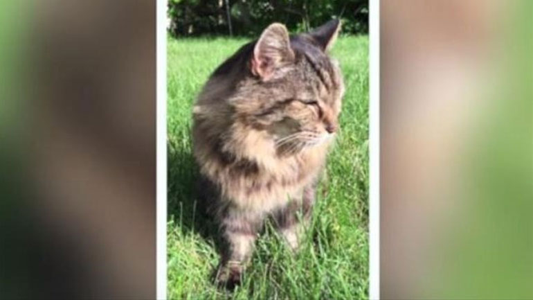 Ο γηραιότερος γάτος του κόσμου