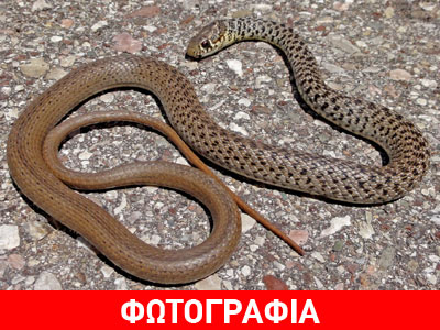 Αναστάτωση στα Τρίκαλα από φίδι δύο μέτρων