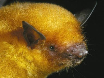 Η χρυσή νυχτερίδα ταξινομήθηκε ως νέο είδος