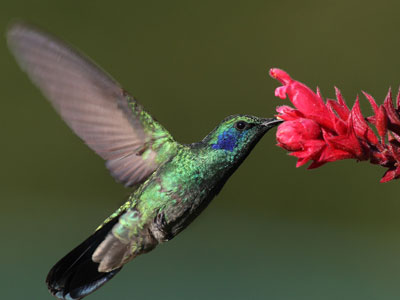 Τα κολιμπρί είναι πιο αποδοτικά από τα ελικόπτερα