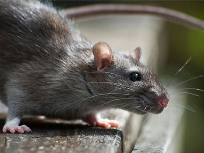 »Οι αρουραίοι θα «κληρονομήσουν» τη Γη»