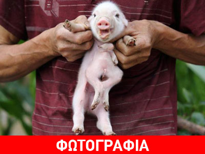 Κίνα: Γεννήθηκε γουρούνι με… οκτώ πόδια!