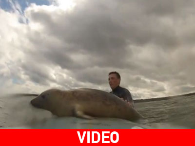 Μωρό φώκιας επιδίδεται στο… σερφ!