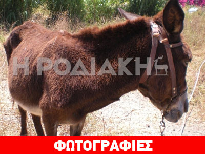 Ρόδος: Γαϊδουράκι θα επιστρέψει στον ιδιοκτήτη του…. υπό προϋποθέσεις!