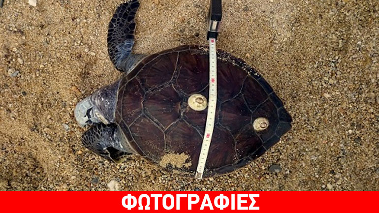 Βρέθηκε νεκρή θαλάσσια χελώνα σε παραλία της Νάξου