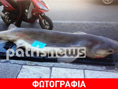 Πύργος: Ψάρεψαν γαλέο μήκους… 3,2 μέτρων!