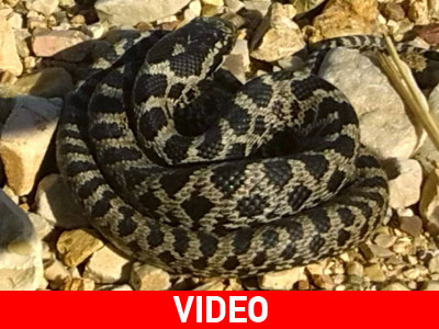 Φίδι μήκους 2,6 μέτρων εντοπίστηκε στο Δέλτα Καλαμά