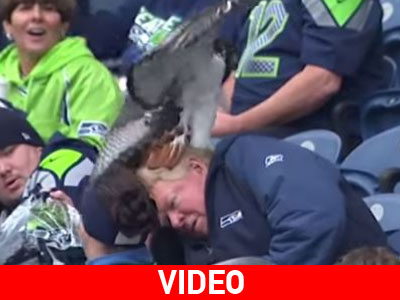 Γεράκι προσγειώνεται στο κεφάλι φιλάθλου