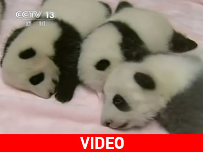 Μικρά πάντα κάνουν το τηλεοπτικό τους ντεμπούτο