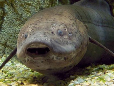 Πώς άκουγαν τα ζώα πριν δημιουργηθούν τα αφτιά