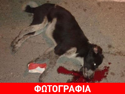 Εύβοια: Πρόστιμο 30.000 ευρώ στον δολοφόνο του αδέσποτου