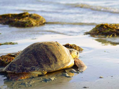 Στο φυσικό της περιβάλλον επέστρεψε θαλάσσια χελώνα