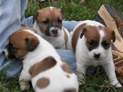 Έκλεψαν τρεις σκύλους από αγροικία της Ξάνθης