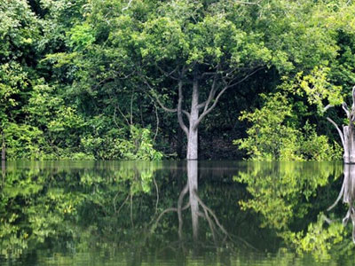 Εκτινάχθηκε η αποψίλωση του Αμαζονίου
