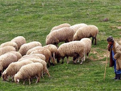 Βουλγαρία: «Θερίζει» κοπάδια ο καταρροϊκός πυρετός