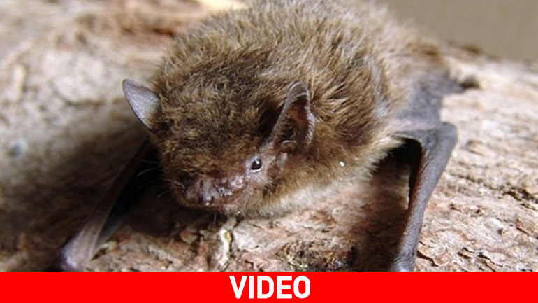 Καταγγελία εκπαιδευτικού στη Ρόδο: Τη δάγκωσε νυχτερίδα και δεν βρίσκει αντιλυσσικό ορό