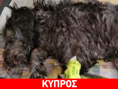 Πέταξαν ζωντανό σκυλάκι σε μηχάνημα σύνθλιψης