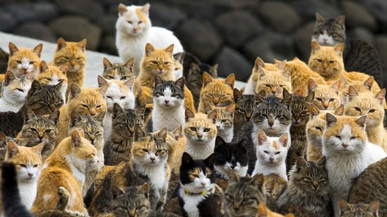 Αυστραλία: Κατ’ οίκον περιορισμός για τις γάτες… για να μη σκοτώνουν απειλούμενα είδη