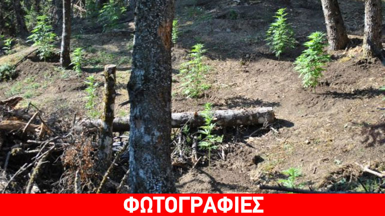 Φθιώτιδα: Ξήλωσαν φυτεία με 700 δενδρύλλια κάνναβης