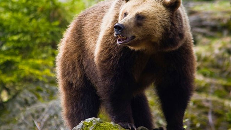 Τρίκαλα: Ανέβηκαν σε δέντρο για να γλιτώσουν από… αρκούδα!
