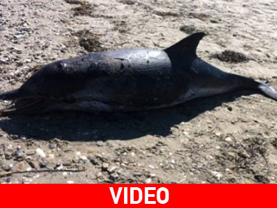 Ξεβράστηκε δελφίνι στο Άστρος