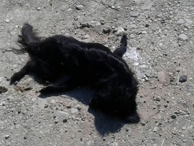 Ηράκλειο: Καταγγελίες για εσκεμμένη δηλητηρίαση ζώων