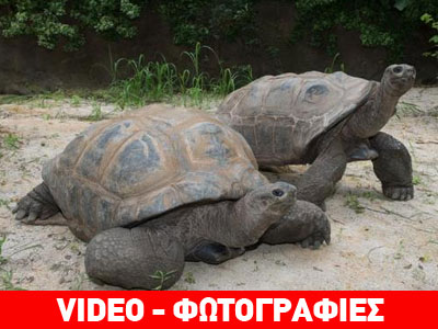 Κλέβουν τις εντυπώσεις oι αιωνόβιες χελώνες του Μπρονξ