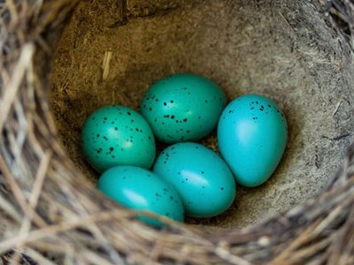 Το κέλυφος των αυγών λειτουργεί ως… «αντηλιακό»