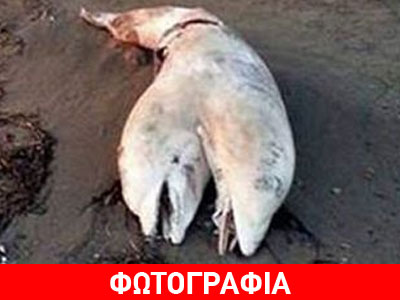 Ξεβράστηκε δελφίνι με… δύο κεφάλια!