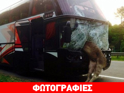 Μεθυσμένο ελάφι… «καρφώθηκε» σε λεωφορείο