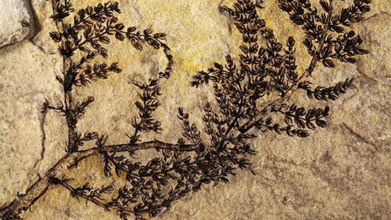 Ταυτοποιήθηκε ένα από τα «αρχαιότερα» λουλούδια του κόσμου Ταυτοποιήθηκε ένα από τα «αρχαιότερα» λουλούδια του κόσμου