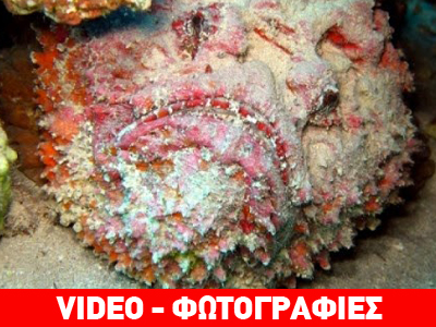 Το πιο επικίνδυνο ψάρι στον κόσμο!