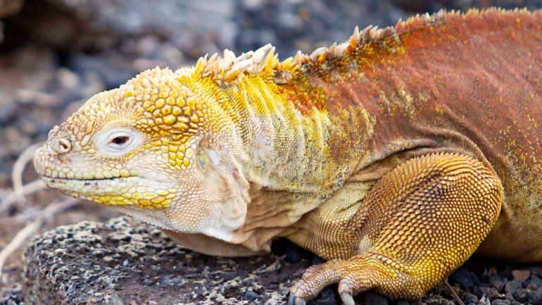 Ηφαίστειο στα νησιά Γκαλαπάγκος απειλεί με εξαφάνιση τα σπάνια ροζ ιγκουάνα