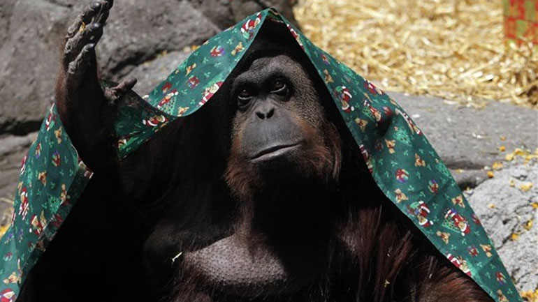 Αργεντινή: Νέα δίκη για την αναγνώριση ανθρωπίνων δικαιωμάτων σε ουρακοτάγκο